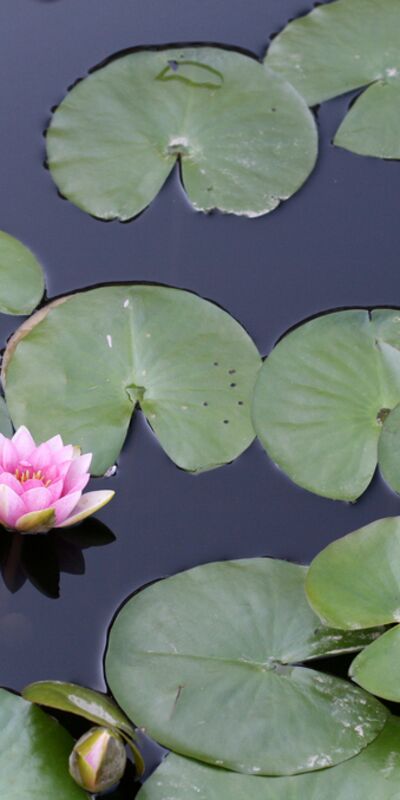 Ruhsal dayanıklılığınızı artıracak 20 ipucu