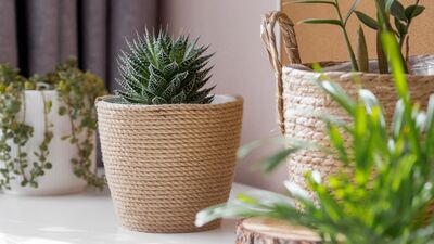 Bitkilerinize saksı seçerken...