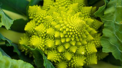 Piramit karnabaharın faydaları