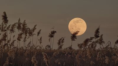 24 Şubat Başak burcunda Dolunay