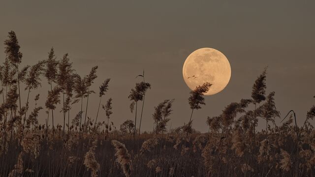 24 Şubat Başak burcunda Dolunay