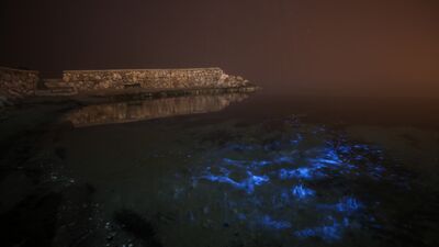 Marmara Denizi'nde plankton görüldü