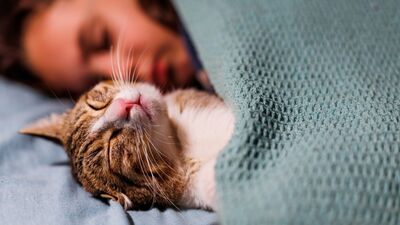 Evcil hayvanınız ile uyumalı mısınız?