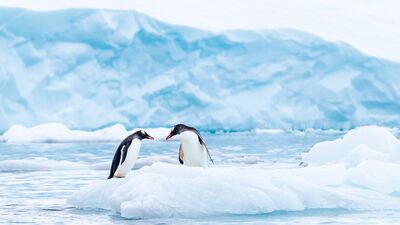 Penguenlerden öğrenebileceğimiz 4 ders