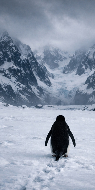 Penguenlerden öğrenebileceğimiz 4 ders