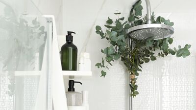 Duşa okaliptüs asmanın faydaları