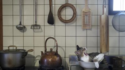 2024 yılının en komik hayvan fotoğrafları