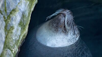 Türkiye&#039;de yaşayan en tehlikeli 7 hayvan