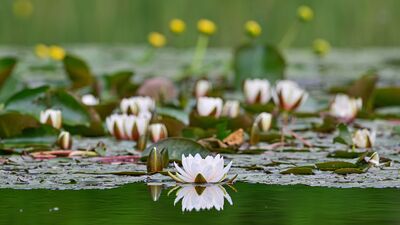 Görsel şölen: Hizan'da nilüferler açtı