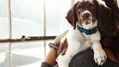 Köpeklerde Lyme hastalığı belirtileri