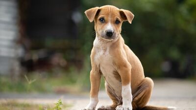 Tüm yönleri ile sokak hayvanları yasası