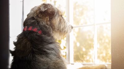 Travma geçiren hayvanlara yaklaşım