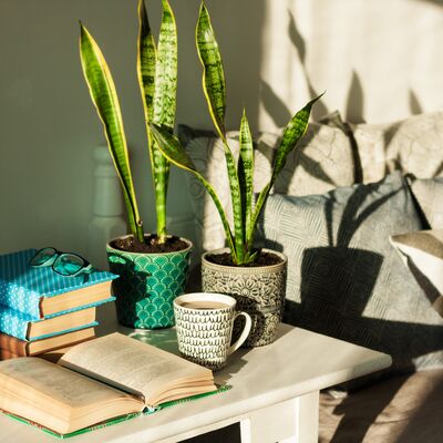 Nazara iyi gelen ev çiçekleri