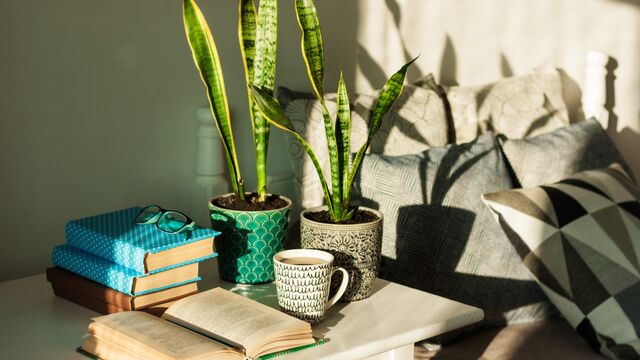 Nazara iyi gelen ev çiçekleri