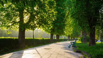 Ağaçları ilaç olarak kullanan şehir