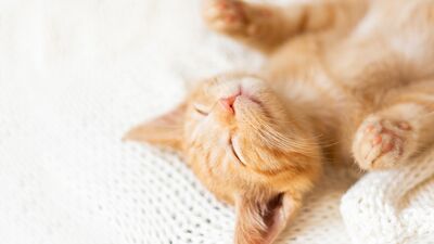 Sırt üstü uyumak beyin sağlığını etkiliyor!