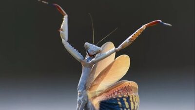 2024'ün en komik vahşi yaşam fotoğrafları