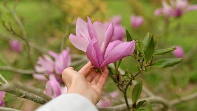 Bilgelik ve liderlik dönemi: Menopoz
