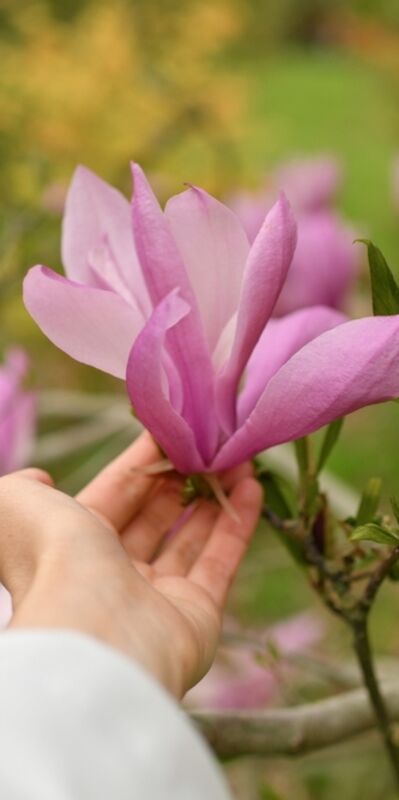 Bilgelik ve liderlik dönemi: Menopoz