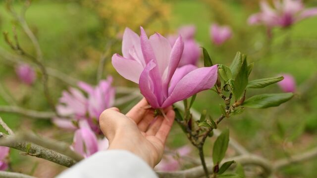 Bilgelik ve liderlik dönemi: Menopoz