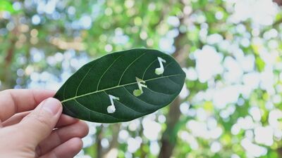 Dünyanın en rahatlatıcı sesleri...