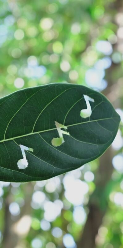 Dünyanın en rahatlatıcı sesleri...