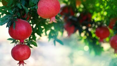 Bolluk bereketin sırrı zihinde başlar
