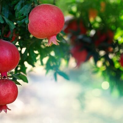 Bolluk bereketin sırrı zihinde başlar