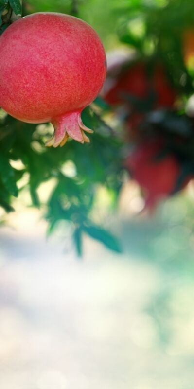 Bolluk bereketin sırrı zihinde başlar