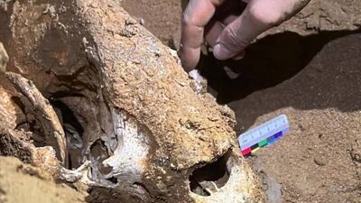 Çin'de 100 bin yıllık panda fosili bulundu