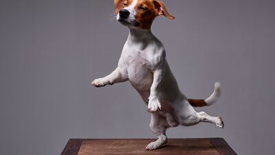 Yaşlanma testi: Tek bacak üzerinde durun