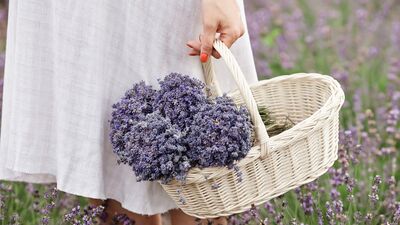 Sade bir yaşama geçmenin ilk adımları