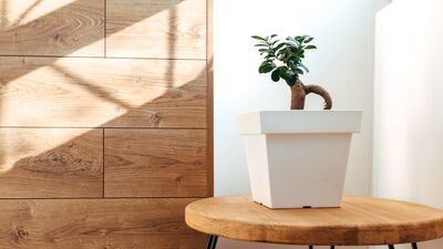 Feng Shui&#039;ye göre bu hediyeler alınmamalı