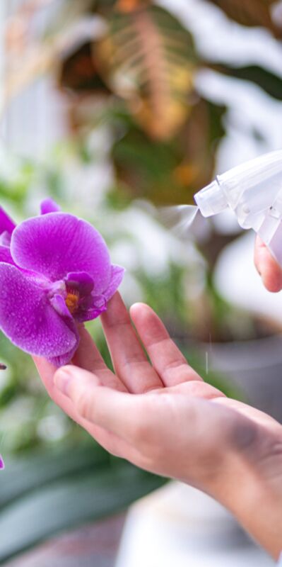 Ev bitkilerini kaloriferden uzak tutun