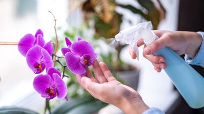 Ev bitkilerini kaloriferden uzak tutun