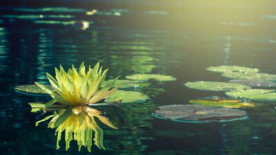 2025 wellness trendleri