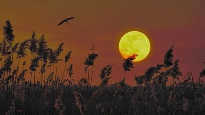 14 Ocak Yengeç burcunda Dolunay