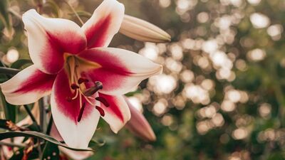 Vajinal doğum sonrası dikiş bakımı