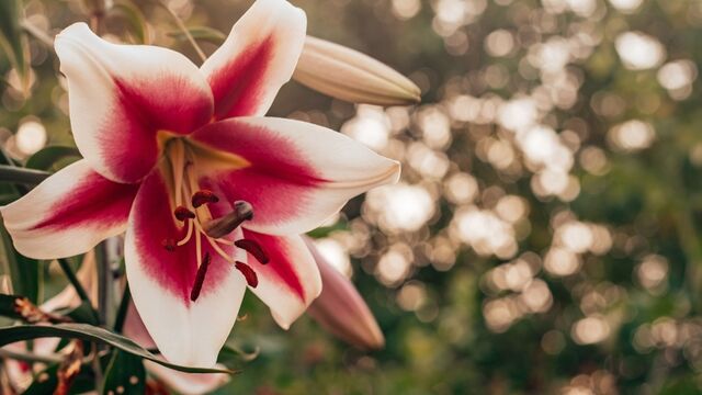 Vajinal doğum sonrası dikiş bakımı