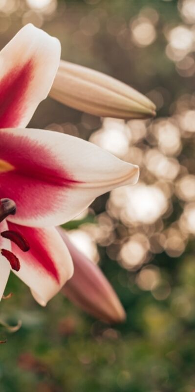 Vajinal doğum sonrası dikiş bakımı