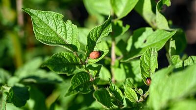 Bu böcekler obeziteye çare olabilir