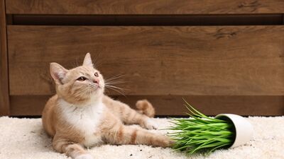 Duyarsızlık değil "Aleksitimi"