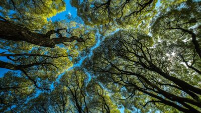 Ağaçların sessiz anlaşması: Taç utangaçlığı