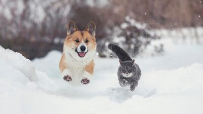 Karın tadını çıkaran hayvanlar