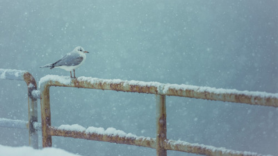 Kar yağışını izlemek neden bu kadar rahatlatıcı?