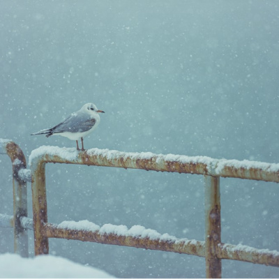 Kar yağışını izlemek neden bu kadar rahatlatıcı?