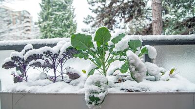 Balkon ve terastaki bitkiler kar yağışından nasıl korunmalı?