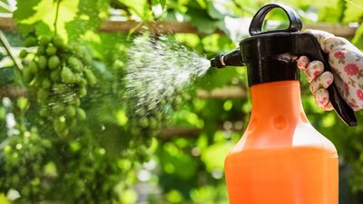 Tarım ilaçları çocuklarda kanser riskini artırıyor mu?