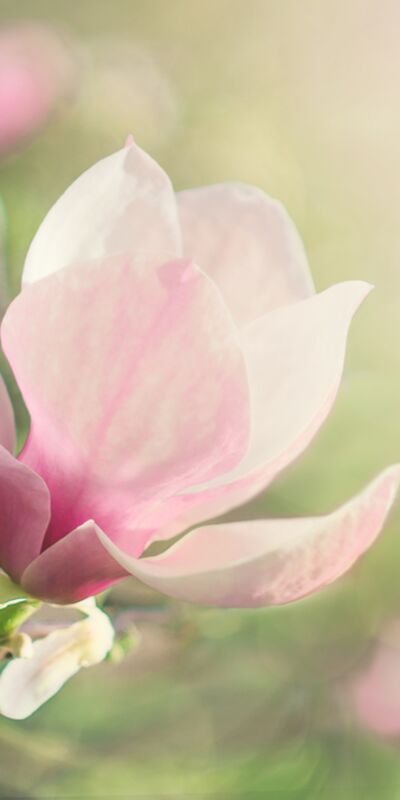 Menopozdaki Japon kadınlar sıcak basması yaşamıyor!