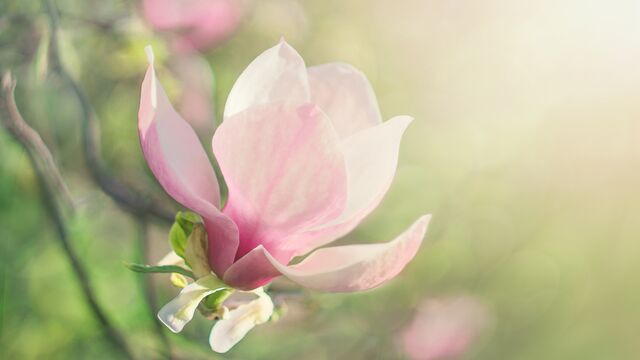 Menopozdaki Japon kadınlar sıcak basması yaşamıyor!